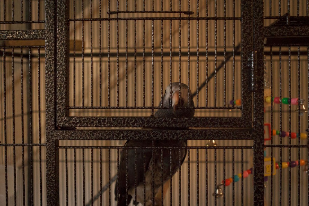 A companion parrot in a small cage.