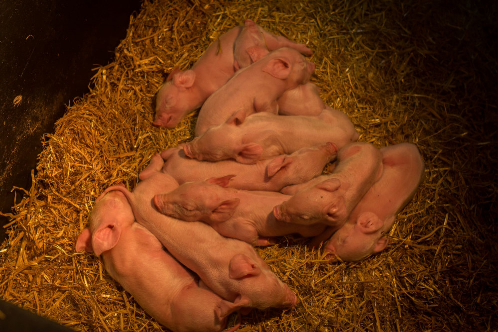 Higher welfare pigs farmed indoors to RSPCA Assured standards