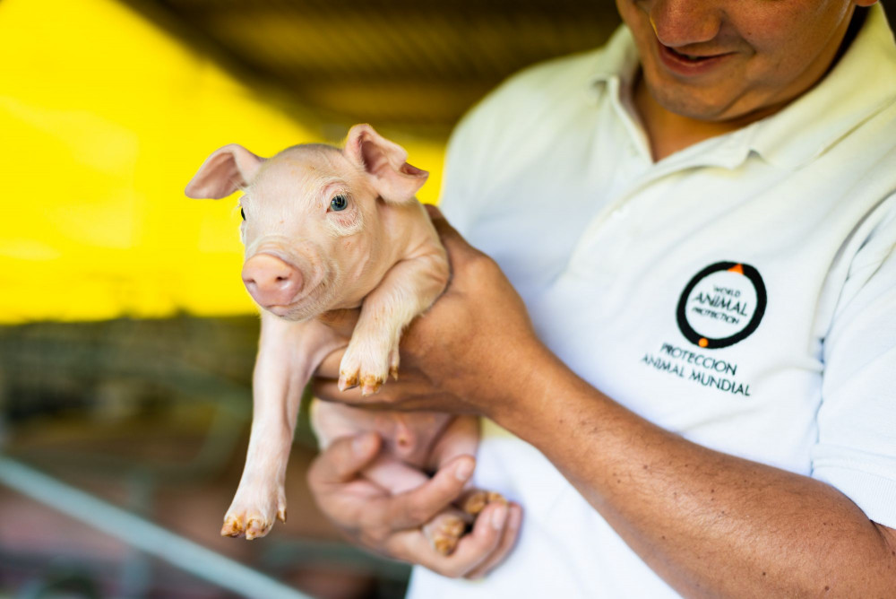 Pictured: A piglet being held.