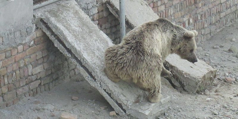 New expansion opens at Balkasar bear sanctuary | World Animal Protection