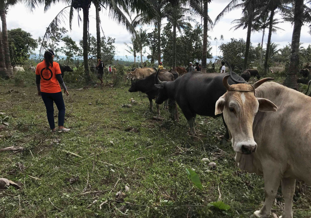 World Animal Protection Disaster Liaison Officer Dr. May Christine Espiritus visits the disaster area to treat animals affected by the sudden eruption, and identify other possible emergency needs