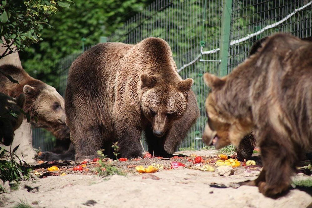 Making meals matter for Romania's bears | World Animal Protection