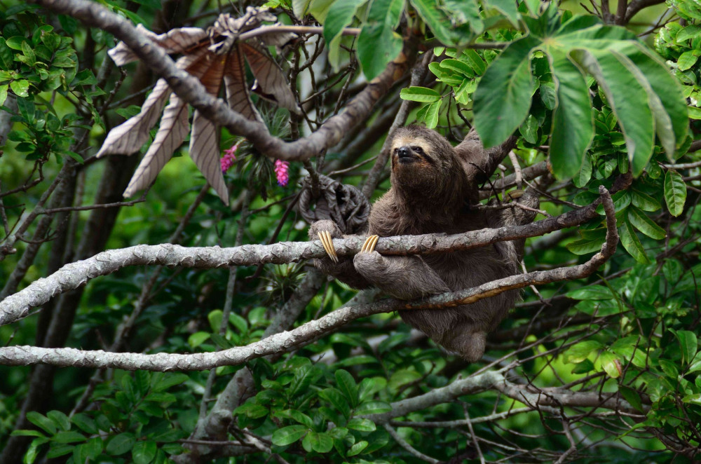 10 facts about sloths, nature's slowest animals | World Animal Protection