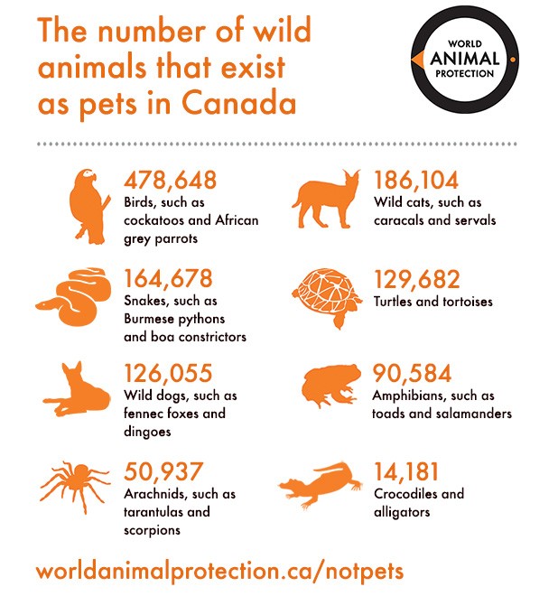 wap_exotic_pets_in_canada_report_infographic