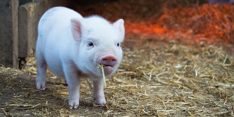 A very small piglet chewing on a bit of staw.