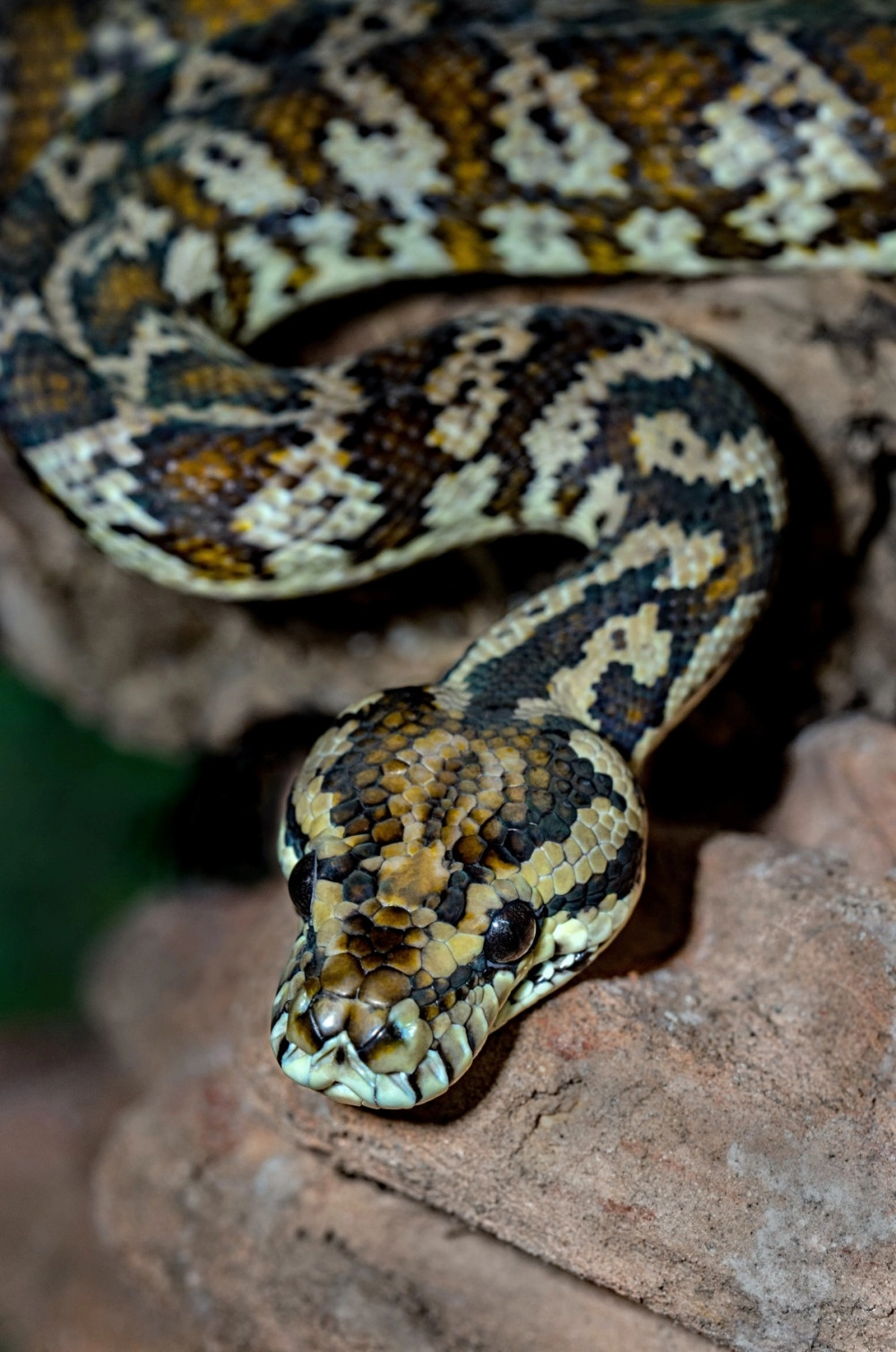 A carpet python