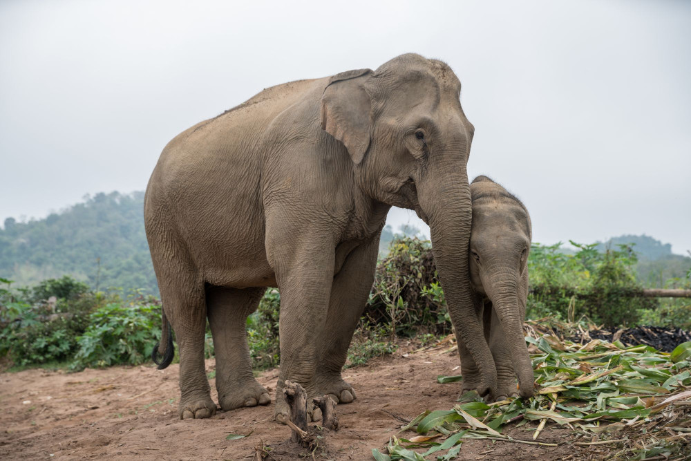 A mother elephant with her young