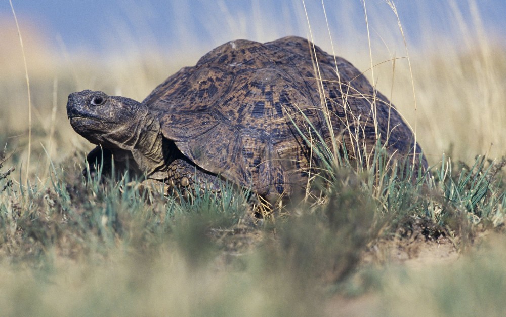 The leopard tortoise, which gets its name from the leopard-like spots and stripes on its shell, is typically found across the arid and savannah regions of Eastern and Southern Africa.