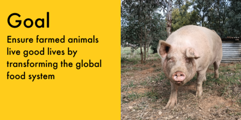 Text saying, our goal is to ensure farmed animals live good lives by transforming the global food system, with a picture of a pig.