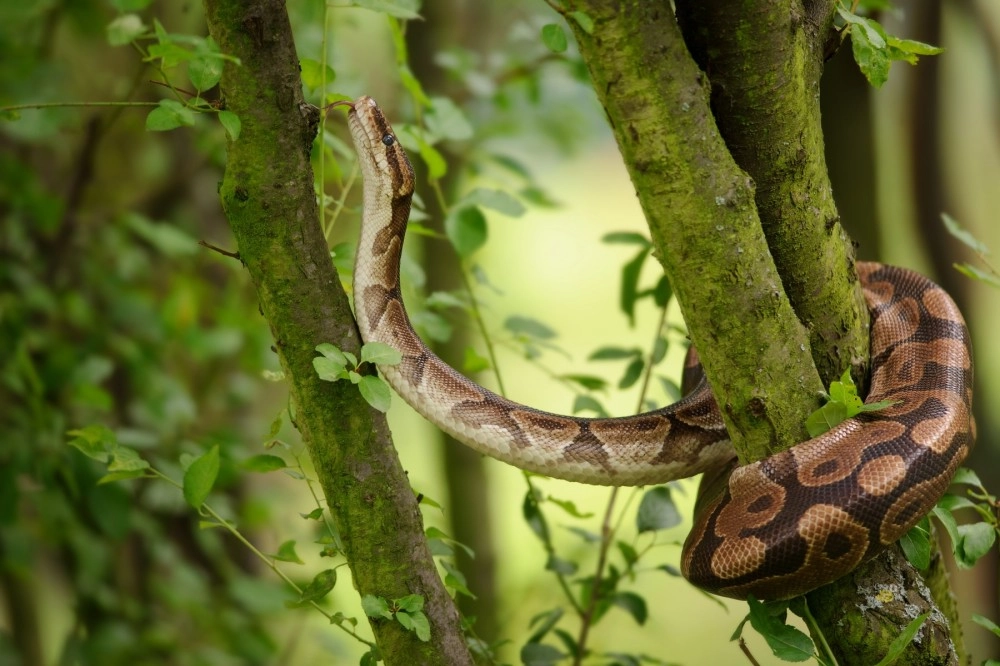 A ball python in the wild