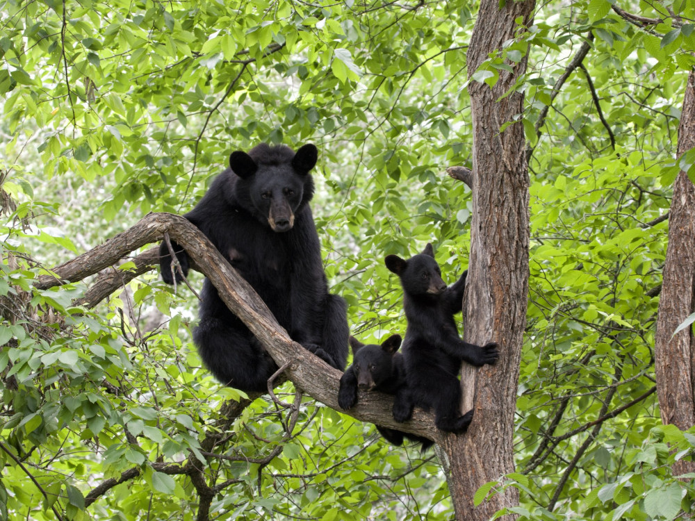 Pictured: A North American black bear and her cubs in a tree.