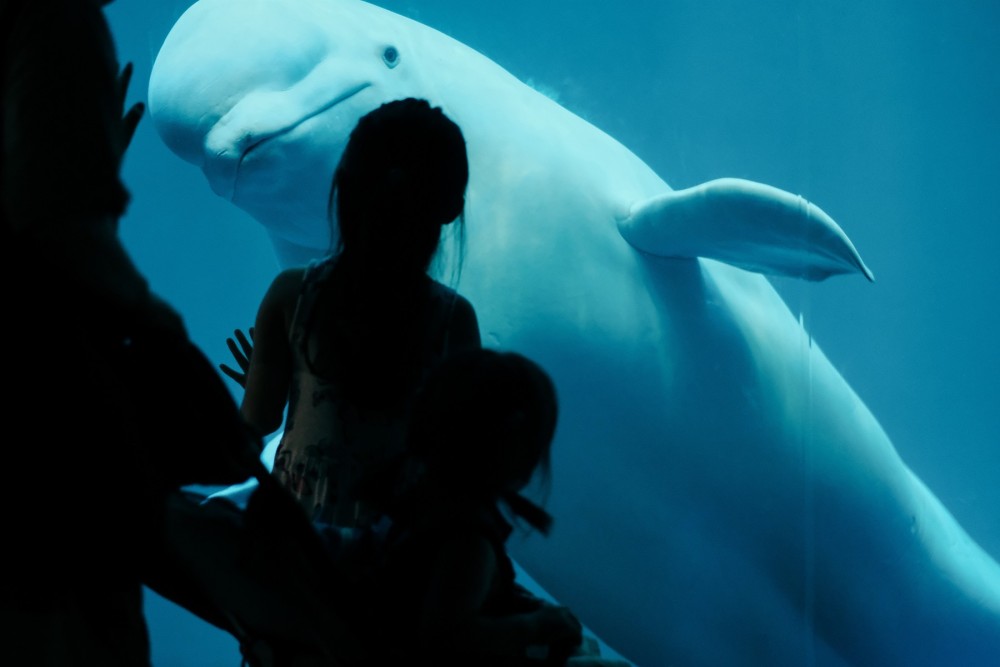 A beluga whale in an aquarium with a family watching through the glass