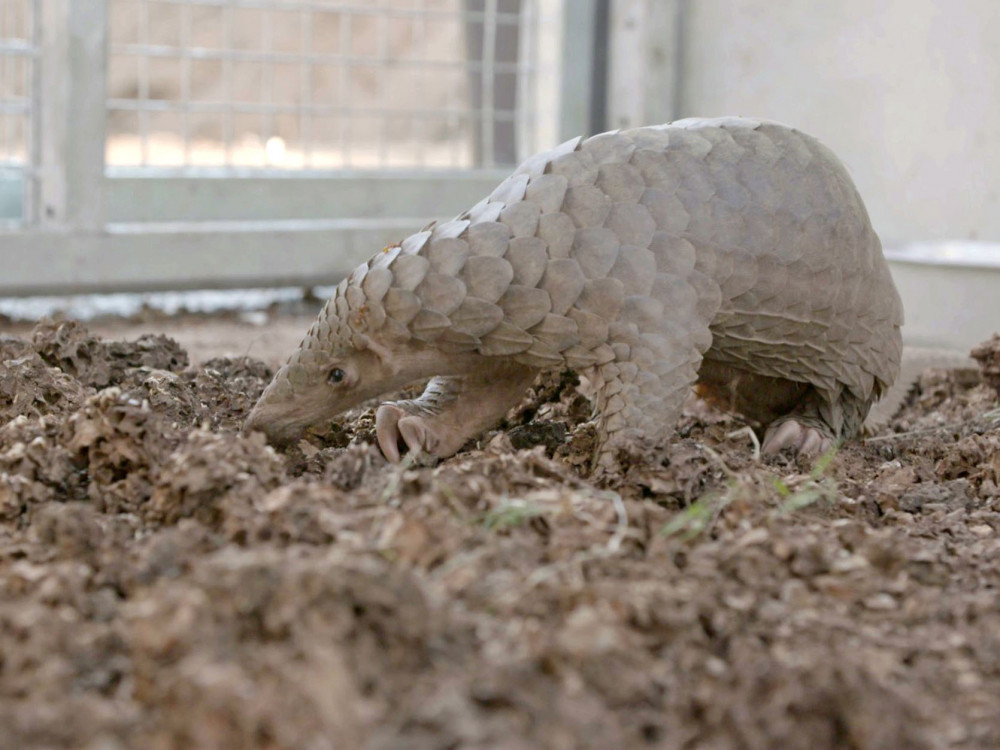 One of the rescued pangolins at a wildlife centre in Thailand