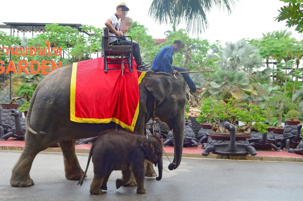 Baby elephant in a low welfare venue