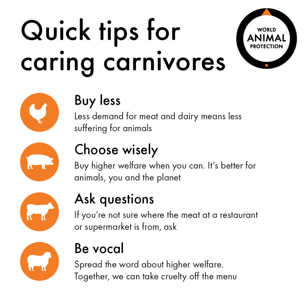 Quick tips for caring carnivores
