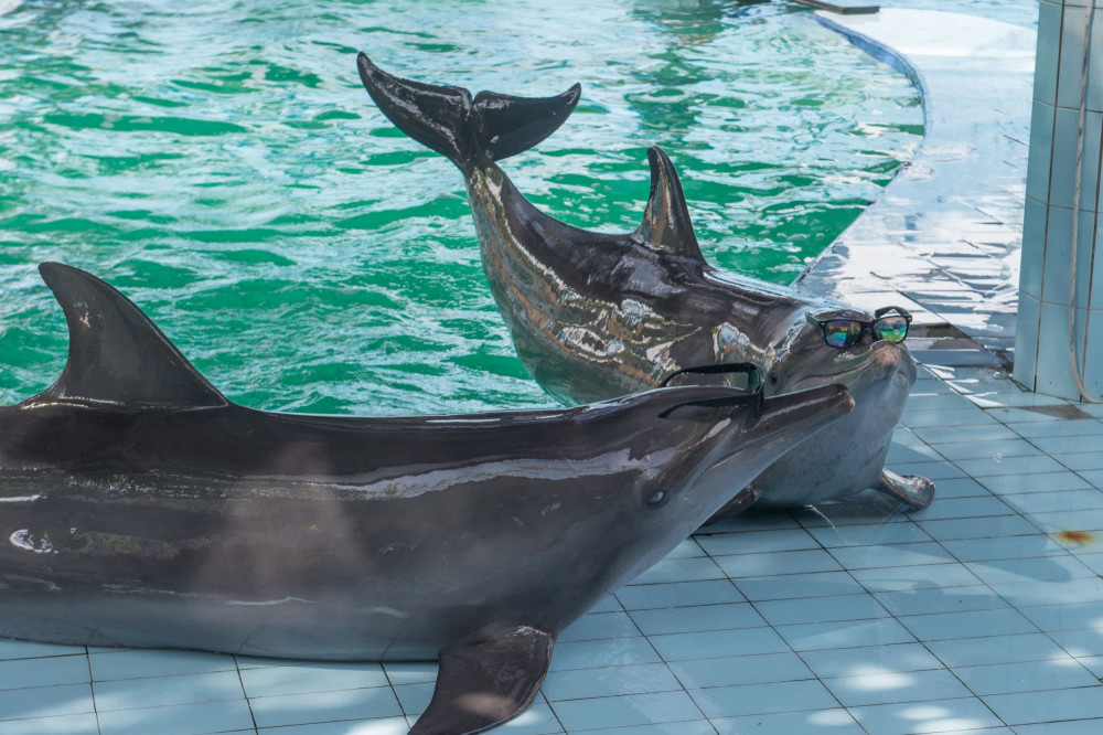Dolphin performing at tourist attraction - World Animal Protection - Wildlife. Not entertainers
