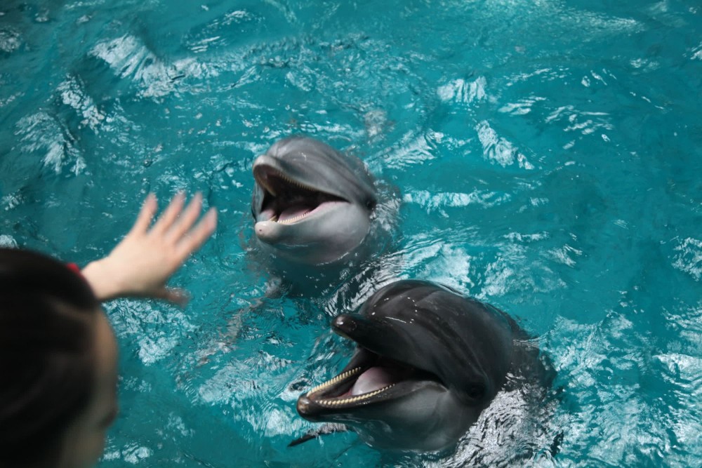 Dolphin suffering in captivity