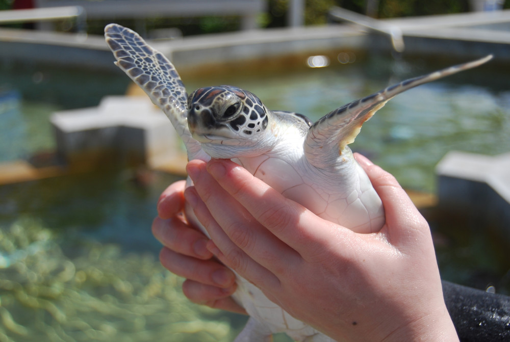 Turtle being held by tourist