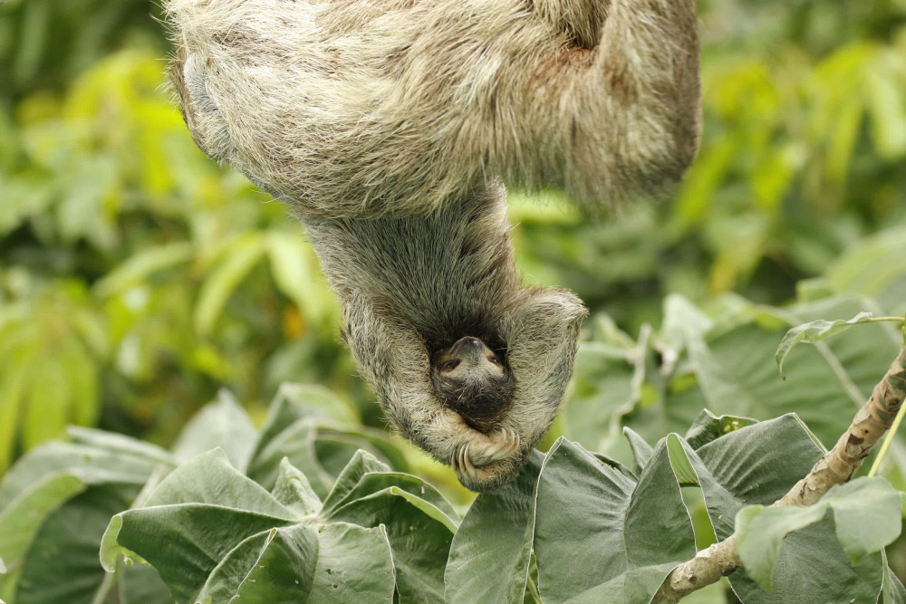 Sloth in the wild in Colombia - World Animal Protection - Animals in the wild