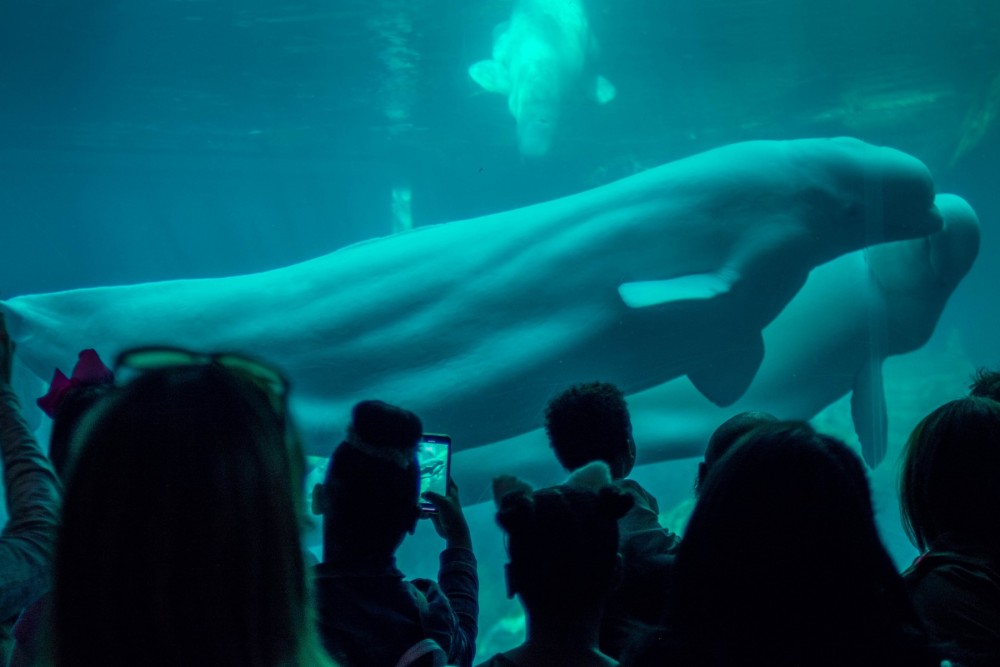 A beluga whale in an aquarium with a family watching through the glass
