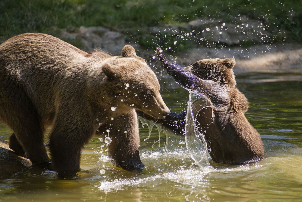 A mother bear and cub playing in a pond