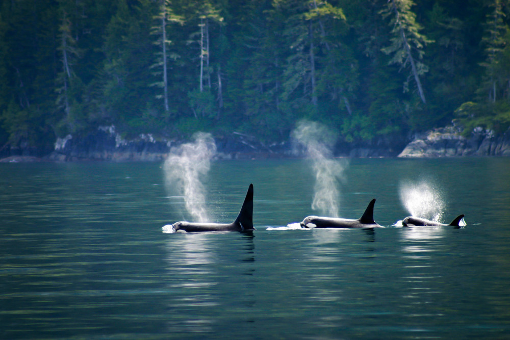 A pod of wild orca killer whales