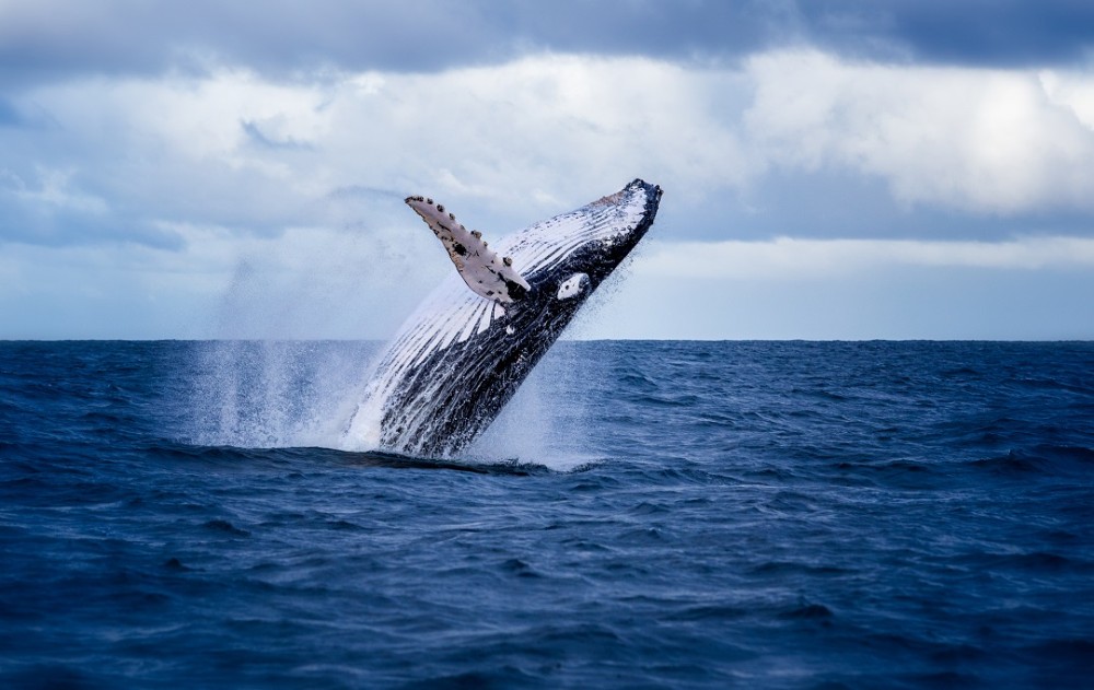 A whale breaching out of the water in the wild