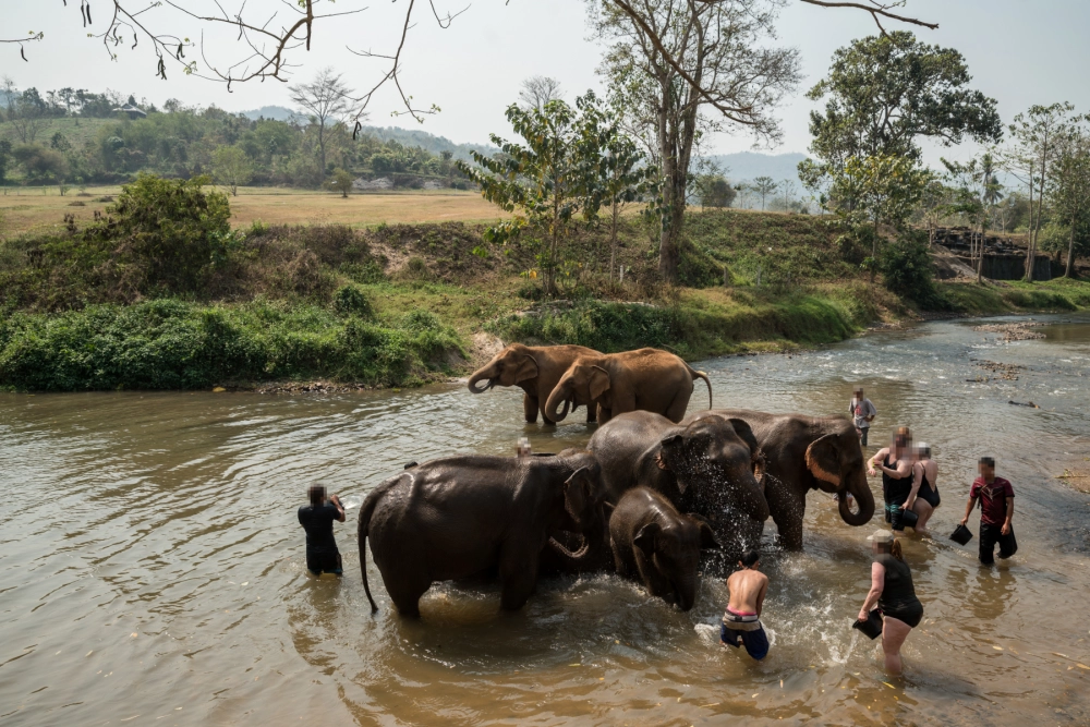 Tourists bathing elephants in Thailand