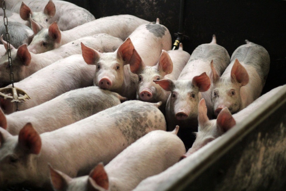 Pigs on a low-welfare farm.