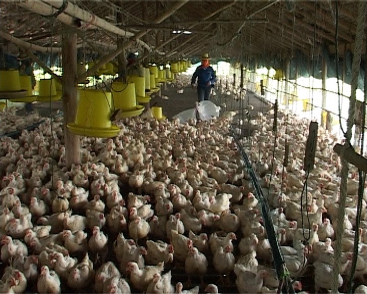 World Animal Protection - Change for chickens