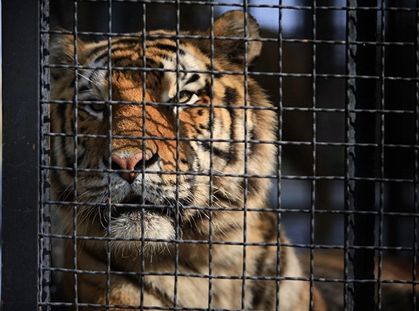 The cruelty keeping wild animals in the entertainment industry | World  Animal Protection