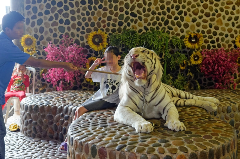 White tiger in Thailand 