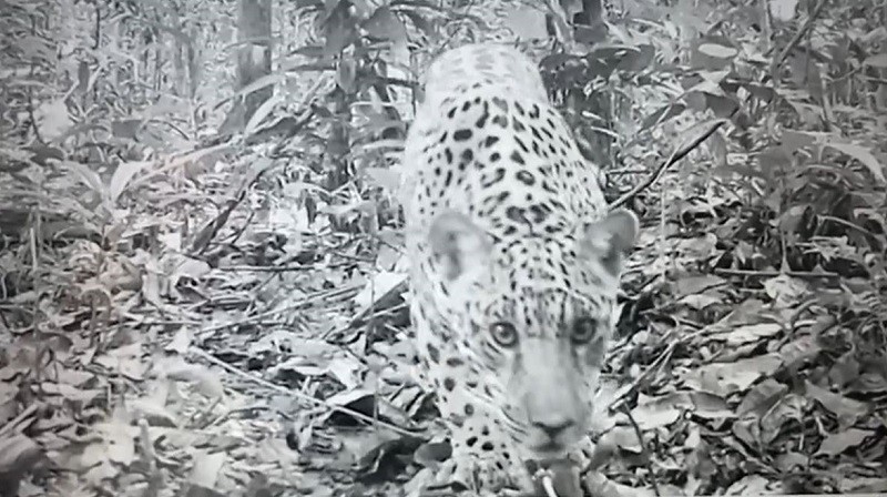 Xama the jaguar cub spotted by a camera trap