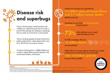 infographic describing factory farming's impact on disease risk and superbugs