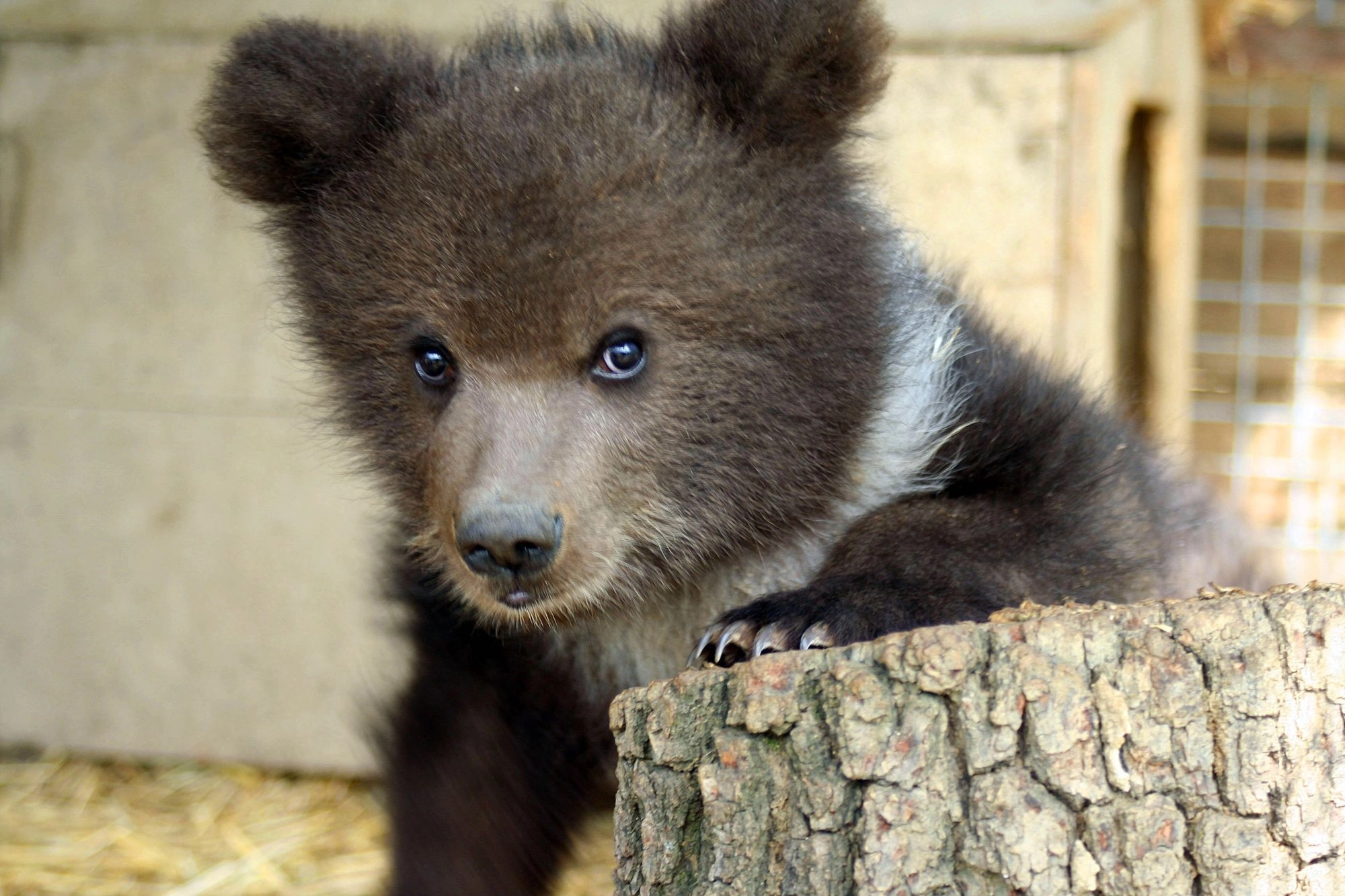 A bear cub at a sanctuary
