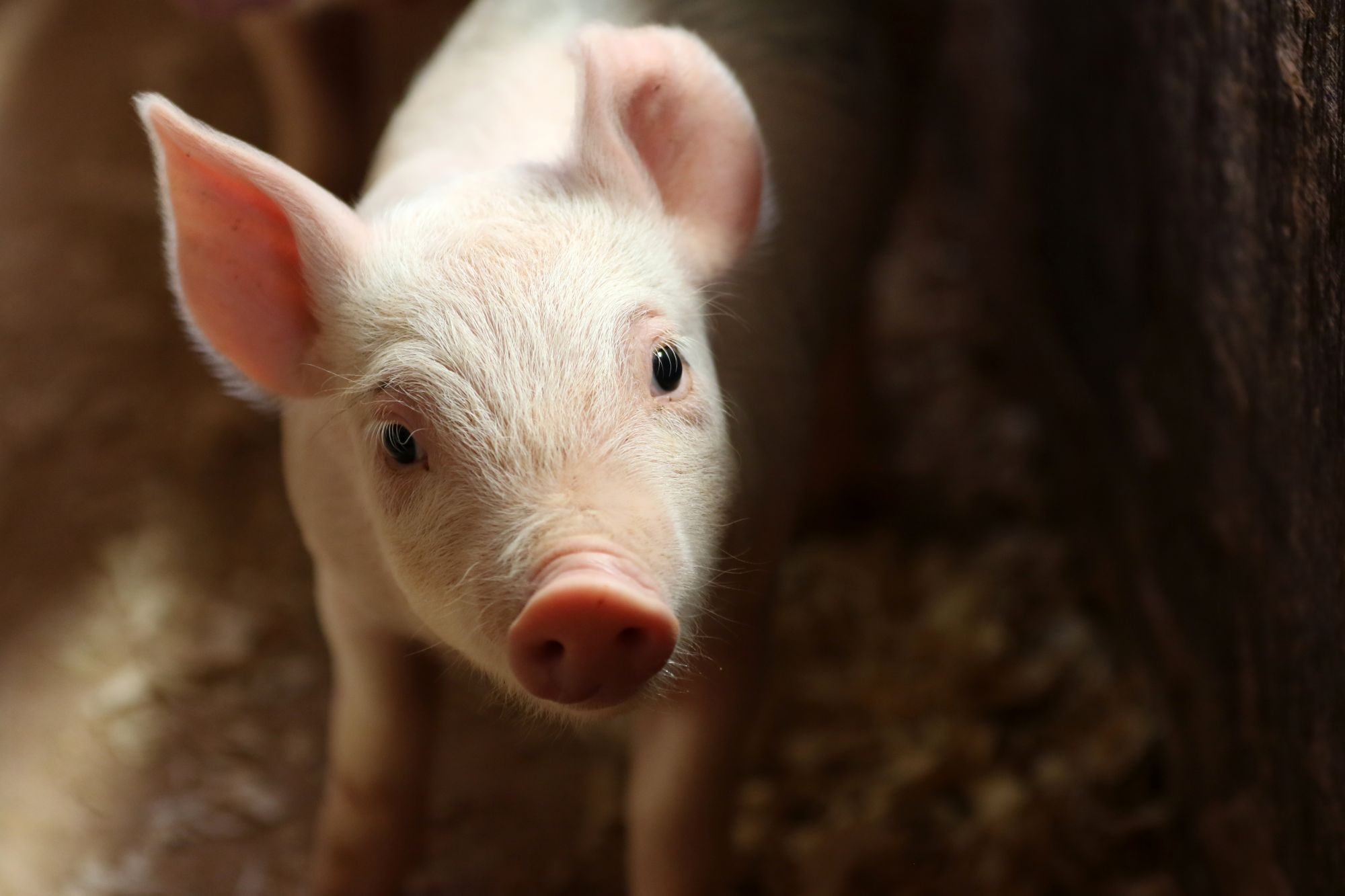 A piglet on a farm in Europe.