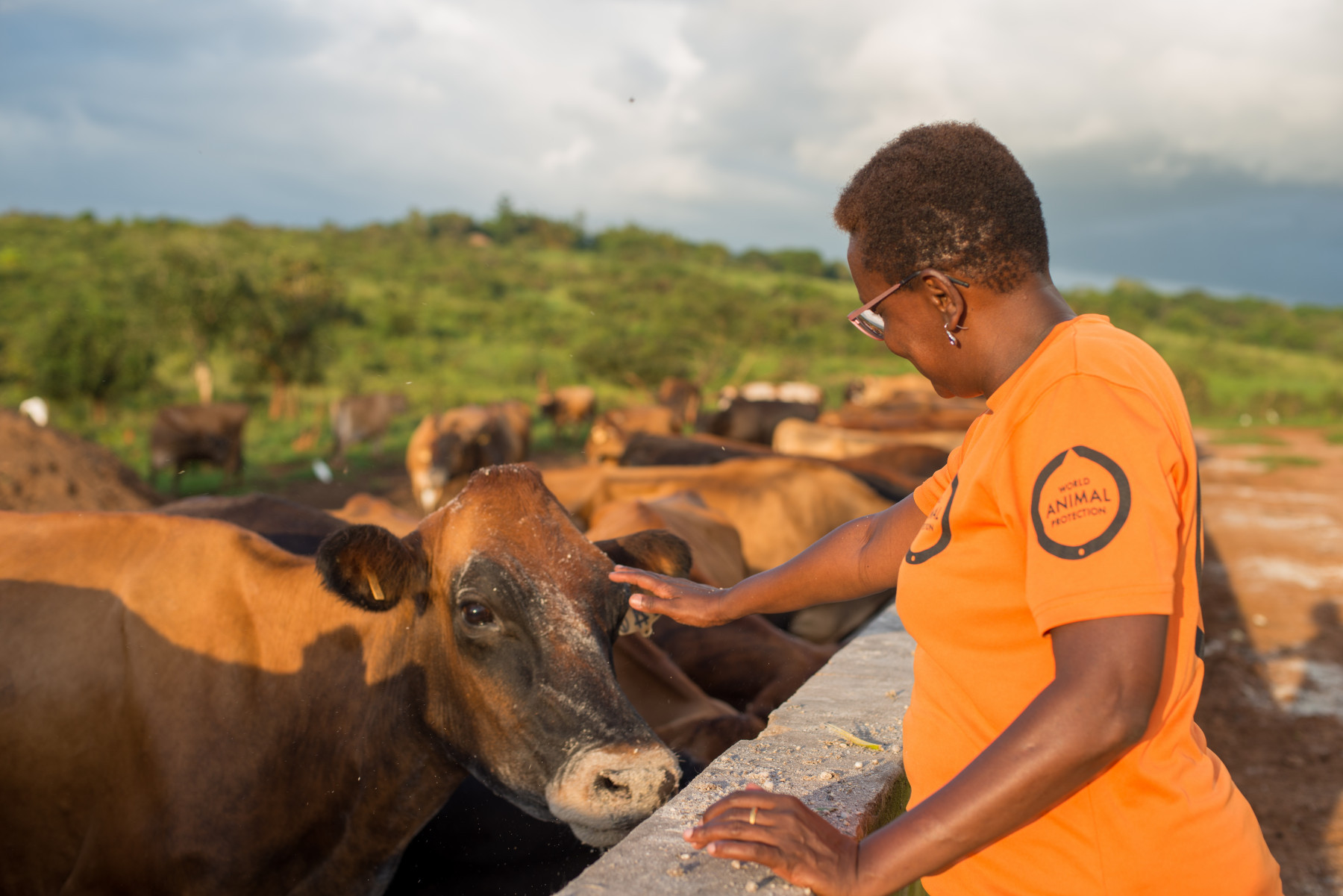 A World Animal Protection member with dairy cows