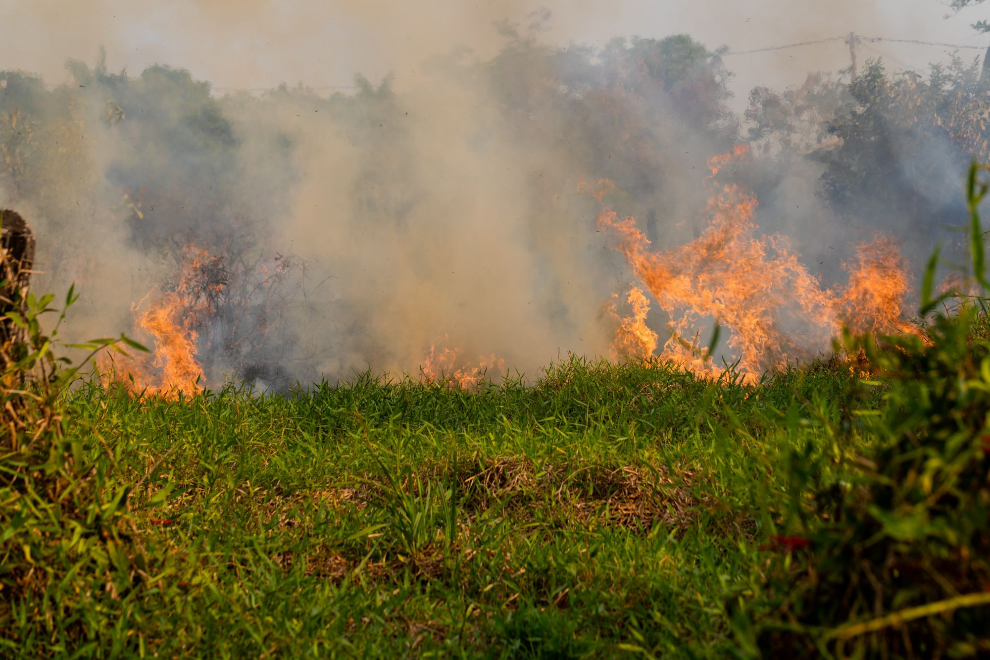 Brazil’s Amazon rainforest in flames in 2019, burning at the highest rate since 2013. There have been 72,843 fires reported in Brazil since the beginning of the year. Credit Line: Noelly Castro/World Animal Protection