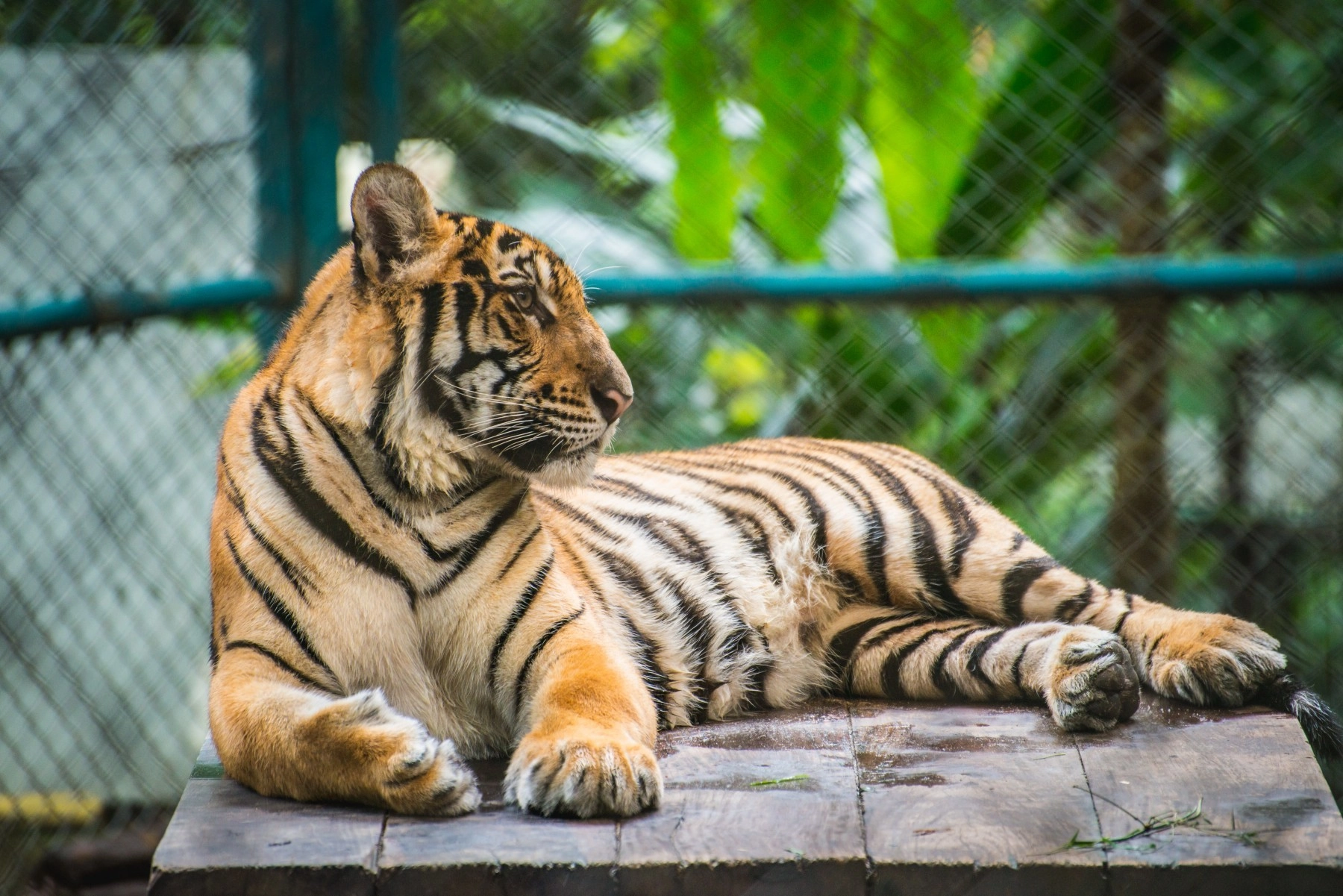 A captive tiger laying on a platform in a zoo.