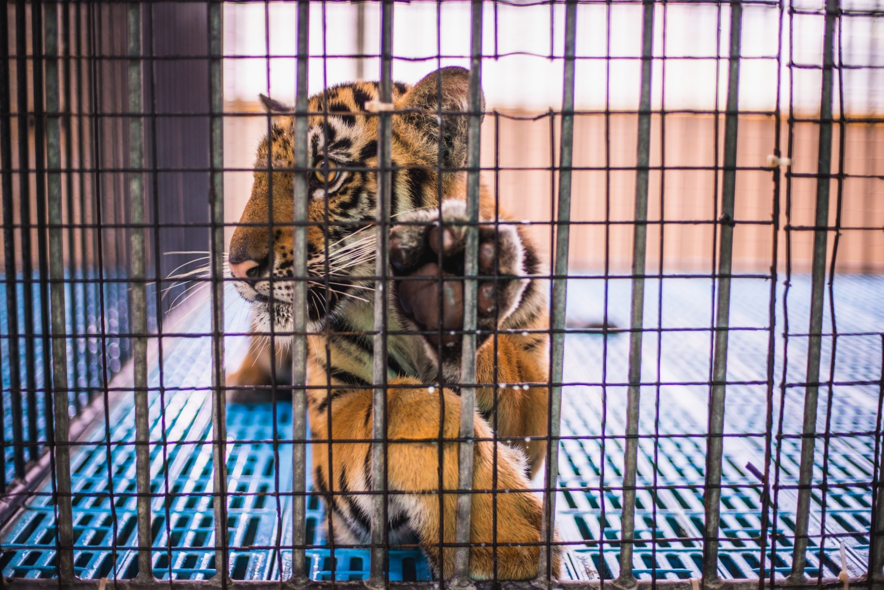 A captive tiger cub spends the entire day in this tiny cage.