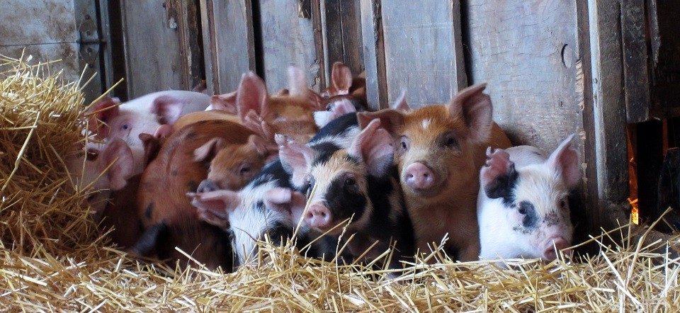 Piglets in a high welfare farm
