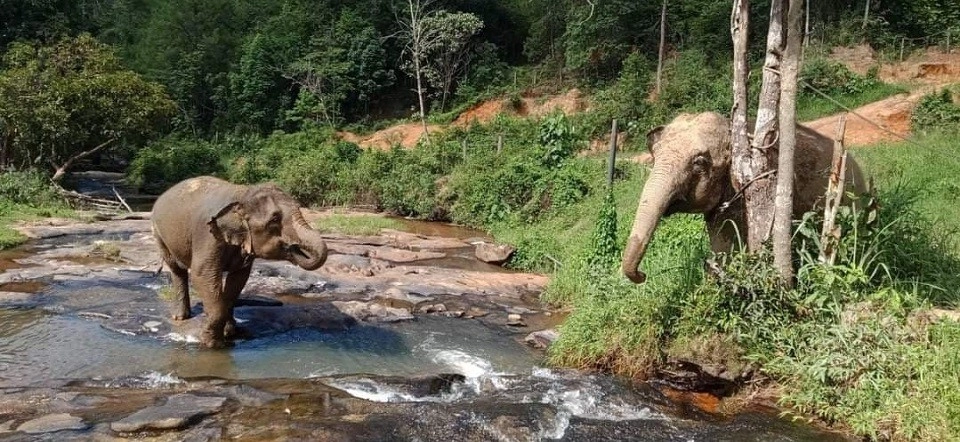 Two elephants playing in the water at a sanctuary funded by World Animal Protection