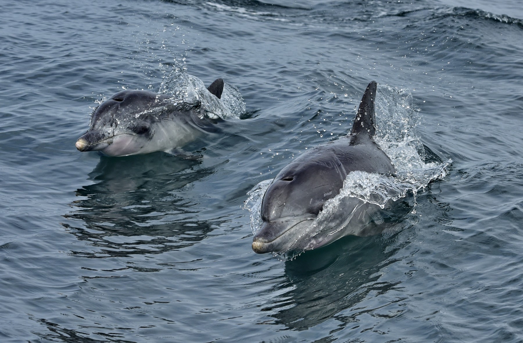 Dolphins in the wild at Algoa Bay Whale Heritage Site in South Africa