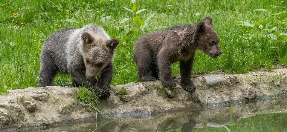 Two bear cubs explore in a sanctuary