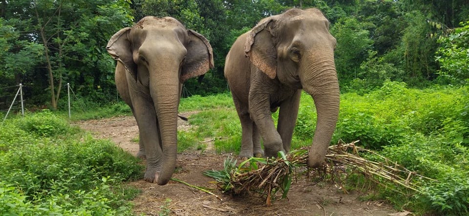 Two elephants at a sanctuary funded by World Animal Protection