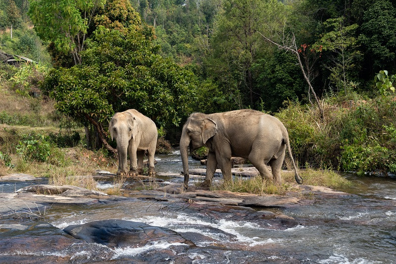 Two elephants in a sanctuary in Thailand