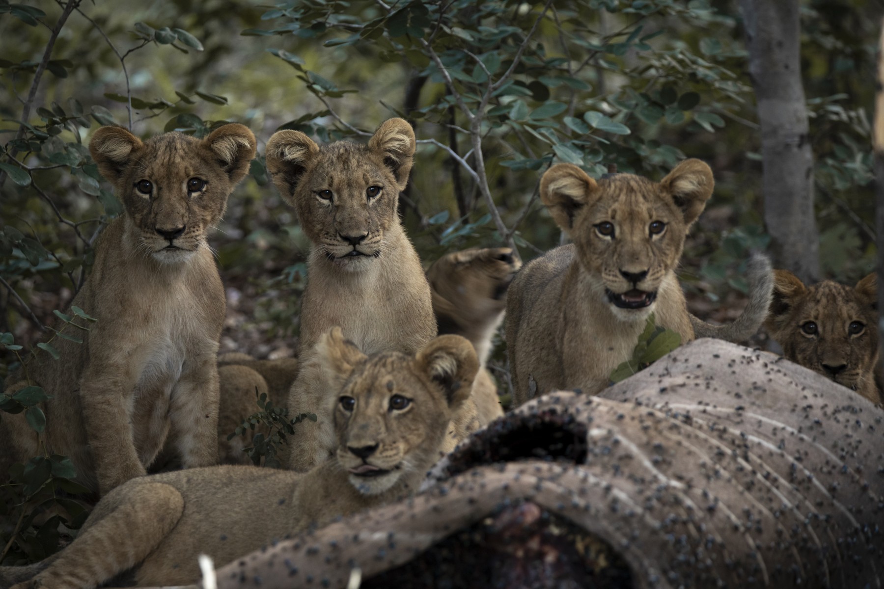 A group of wild lions feeding 