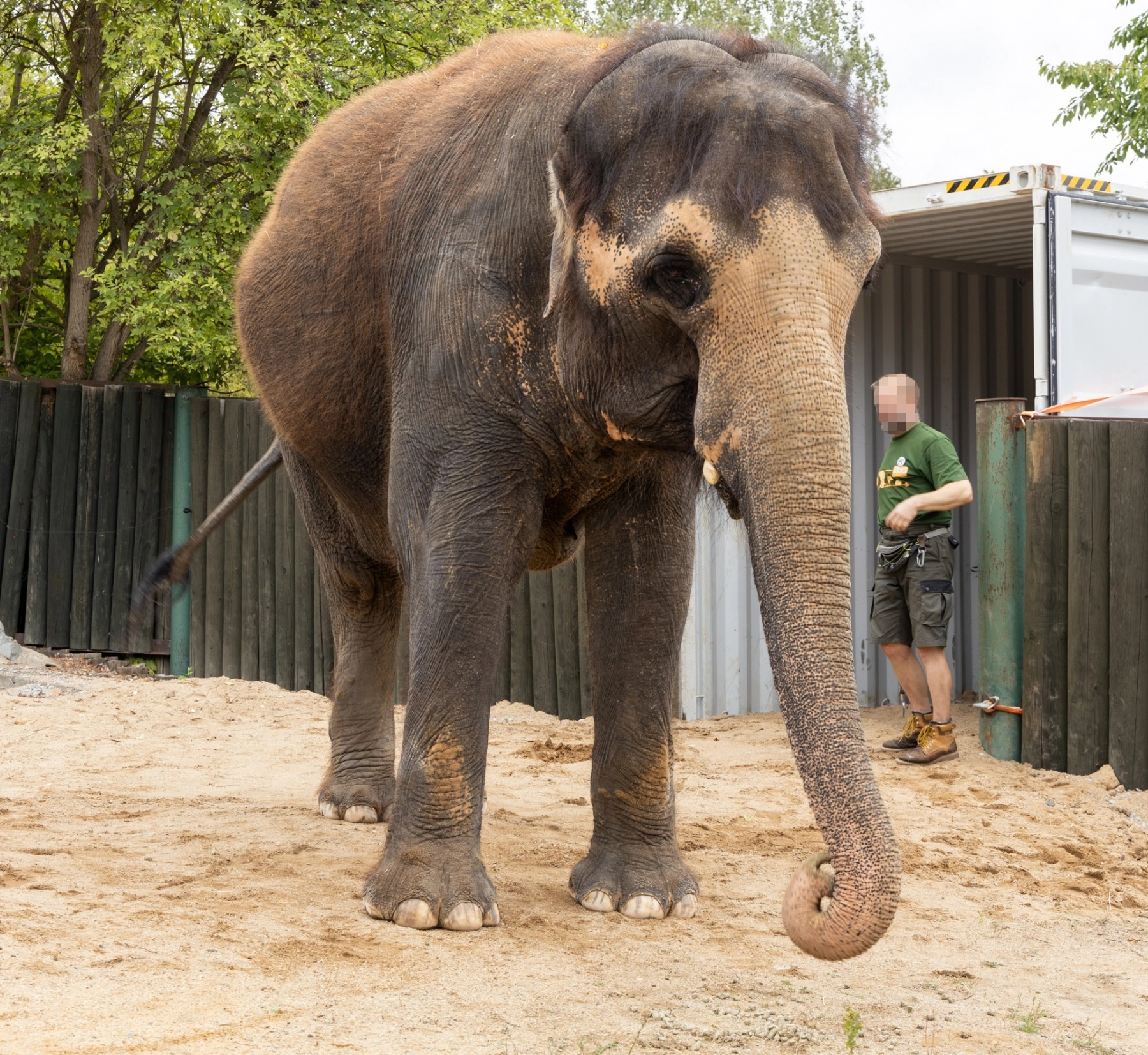 A rescued elephant