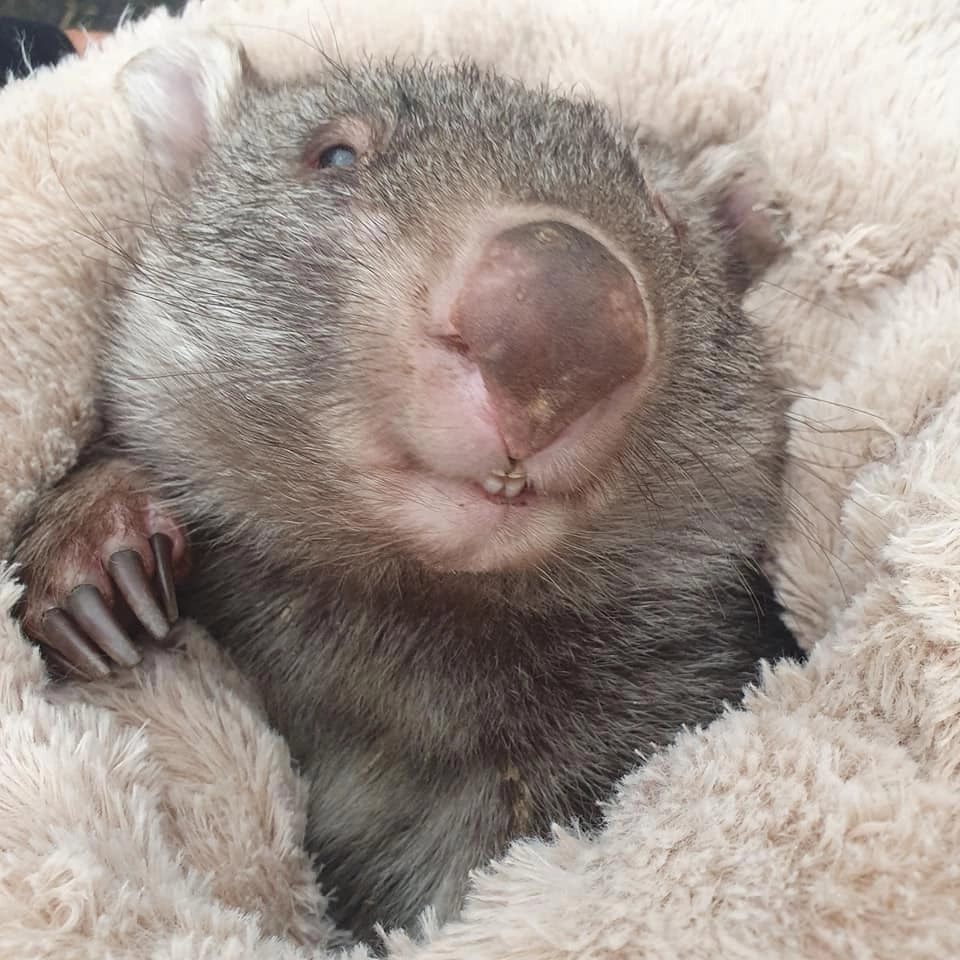 Kat the wombat