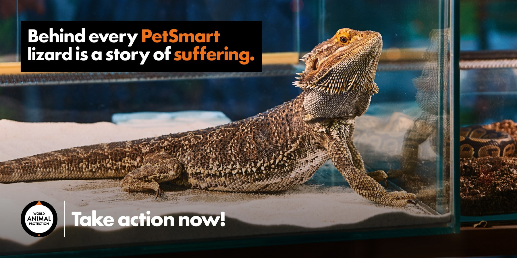 Lizards are suffering. PetSmart must act!